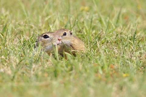 European ground squirrel (Spermophilus citellus) two young animals playing in a meadow, Burgenland