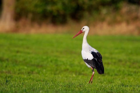 White Stork (Ciconia ciconia) male foraging, North Rhine-Westphalia, Germany