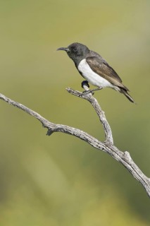 Black Honeyeater (Sugomel nigrum), Western Australia, Australia
