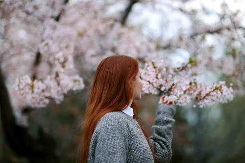 A woman with long red hair gently touches cherry blossoms, embracing the tranquility of a Japanese