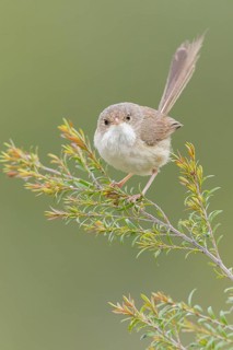 Red-backed Fairywren (Malurus melanocephalus) perched on a branch in eastern Australia