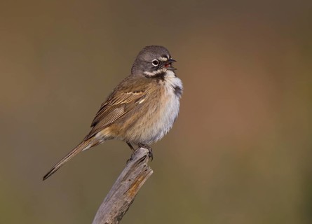Bell's Sparrow (Artemisiospiza belli), California, USA