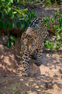 A jaguar moves purposefully in the shade of the jungle, Jaguar (Panthera onca), Pantanal, Mato