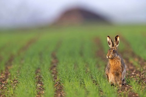 European hare, (Lepus europaeus), animals, mammals, hare, hare family, field, two, Lake Neusiedl,