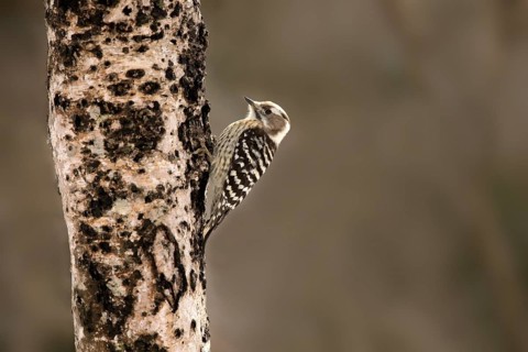 Japanese Pygmy Woodpecker (Yungipicus kizuki) female, Nagano, Japan