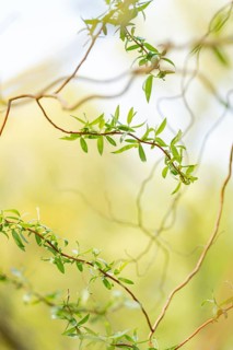 Delicate branches of a weeping willow showcasing fresh green leaves, captured against a soft, sunny