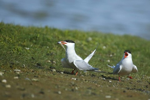 Two Common Terns (Sterna hirundo) with prey in their beaks standing on the shore, screaming, beak