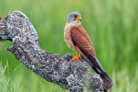 Kestrel, (Falco tinnunculus), falcon family, falcons, perching, foraging, Hides De Calera Lesser