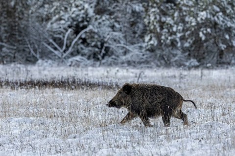 Wild boar boar (Sus scrofa) follows the female boar, which in the meantime has moved into a spruce