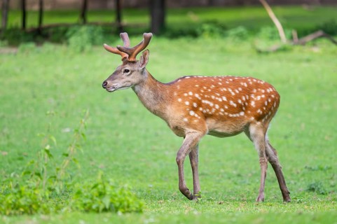 Sika deer (Cervus nippon) male walking on a meadow, Bavaria, Germany