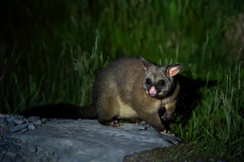 Possum (Trichosurus vulpecula) at night. Aoraki Mount Cook National Park, Canterbury, South Island,