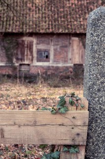 Ivy (Hedera helix) entwines itself around a wooden fence with an old farmhouse behind it, Otersen,