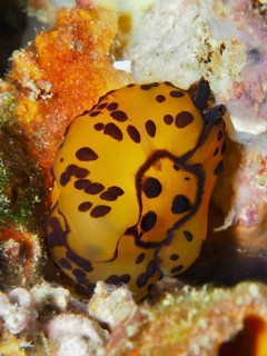 Yellow nudibranch with black spots, Martens flank gill (Tomoberthella martensi), on a rocky bottom