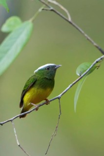 Snow-capped Manakin (Lepidothrix nattereri) perched on a branch in the Amazon of Brazil