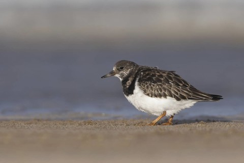 Ruddy Turnstone (Arenaria interpres), Netherlands