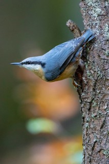 Nuthatch (Sitta europaea) Germany