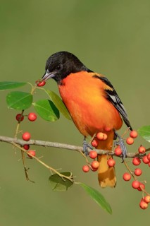 Baltimore Oriole (Icterus galbula) male, Texas, USA