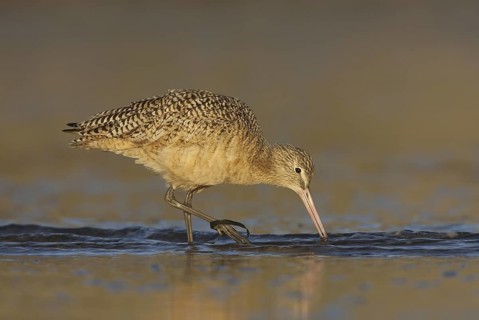Marbled Godwit (Limosa fedoa), California, USA