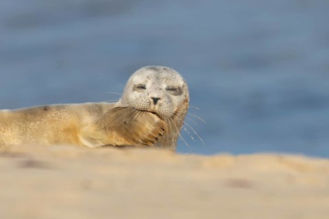 Common or Harbor or Harbour seal (Phoca vitulina) adult animal relaxing on a seaside beach,