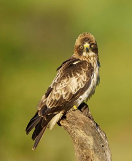An eagle with a watchful gaze sits majestically on a branch and looks directly into the camera
