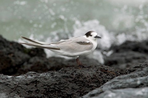 Common Tern-longipennis (Sterna hirundo longipennis), Victoria, Australia