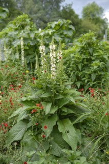 White mullein (Verbascum nigrum var. album), IGS Hamburg 2013, Hamburg, Hamburg, Germany
