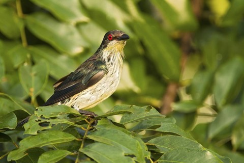 Metallic Starling (Aplonis metallica) juvenile, Queensland, Australia