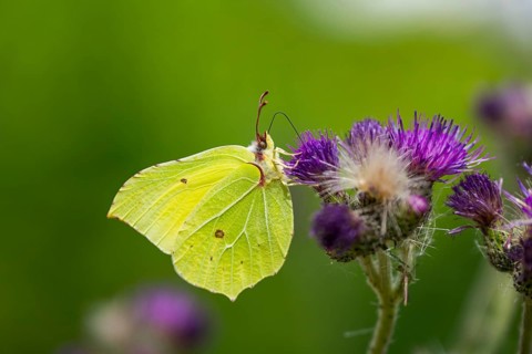 Common brimstone (Gonepteryx rhamni) butterfly on a flower eating nectar, Upper Palatinate,