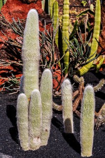 Cephalocereus Senelis, Jardin de Cactus with more than 10,000 cacti by Cesar Manrique, Guatiza,