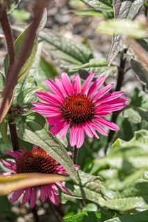 Red coneflower (Echinacea purpurea 'Fatal Attraction'),  Germany