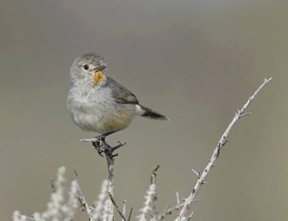 Redthroat (Pyrrholaemus brunneus), New South Wales, Australia