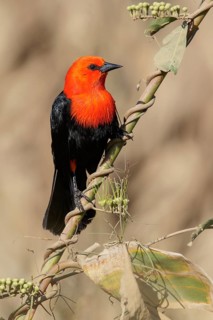 Scarlet-headed Blackbird (Amblyramphus holosericeus) perched on a branch in the Pantanal region of