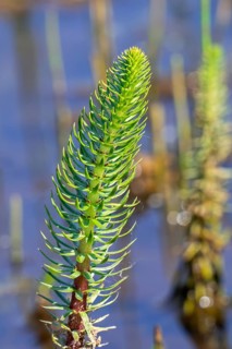 Common mare's-tail (Hippuris vulgaris) aquatic creeping perennial herb of Eurasia and North America