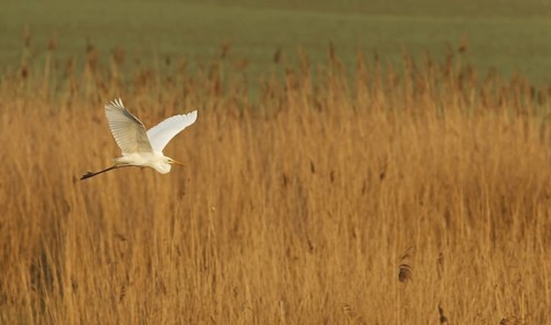 Great Egret (Ardea alba) flying, Rhineland-Palatinate, Germany