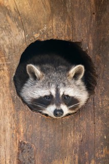 Raccoon (Procyon lotor), in a tree in a forest, Bavaria, Germany