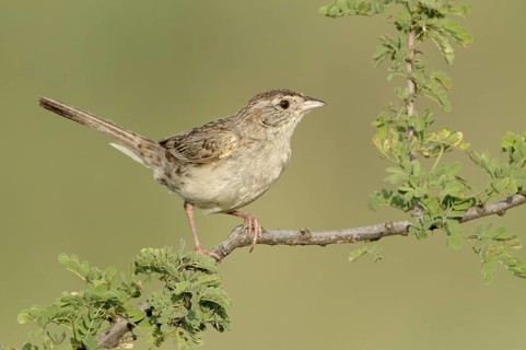 Cassin's Sparrow (Peucaea cassinii), Texas, USA