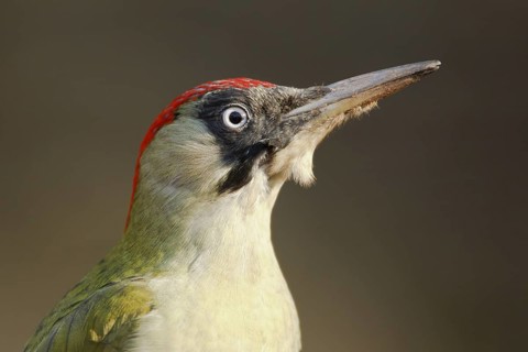European Green Woodpecker (Picus viridis) female, Rhineland-Palatinate, Germany