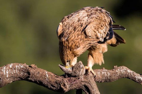 Spanish Imperial Eagle (Aquila adalberti) juvenile feeding perched on a branch, Andalusia, Spain