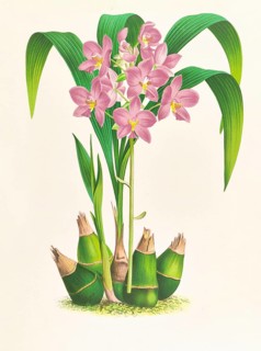 Orchid, Spathoglottis plicata, authentic reproduction of an illustration by Jean Jules Linden (1817
