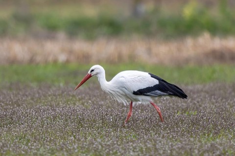 White Stork (Ciconia ciconia) foraging, North Rhine-Westphalia, Germany