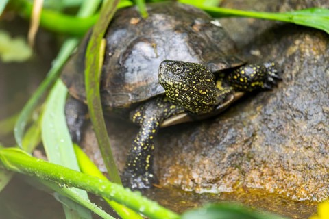 European pond turtle (Emys orbicularis) on a rock, Bavaria, Germany