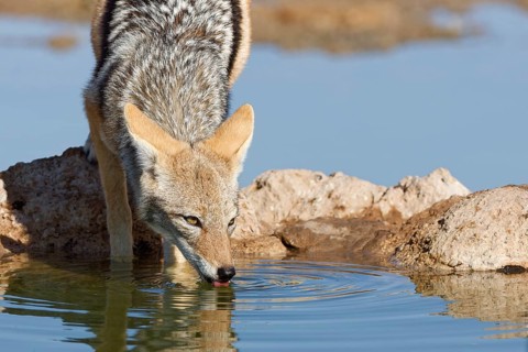 Black-backed jackal (Lupulella mesomelas), adult animal, reflected in the water, drinking at a