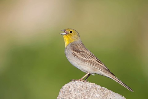 Türkenammer, Cinereous Bunting, Emberiza cineracea, Bruant cendré, Escribano Cinéreo