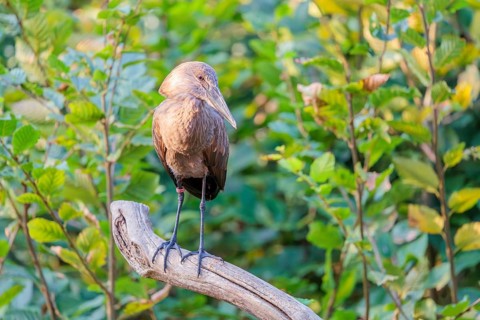 A hamerkop (Scopus umbretta) stands on a branch of a tree. Green vegetation can be seen in the