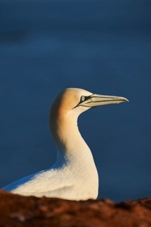 Northern gannet (Morus bassanus), portrait, close-up, at sunset, wildlife, Helgoland, Germany