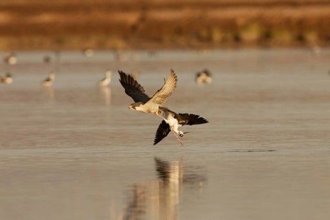 Peregrine Falcon (Falco peregrinus), California, USA