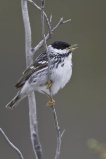 Blackpoll Warbler (Setophaga striata) male singing, Manitoba, Canada