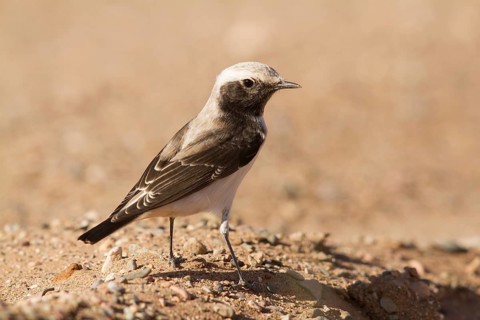 Mourning Wheatear (Oenanthe lugens) female, Morocco