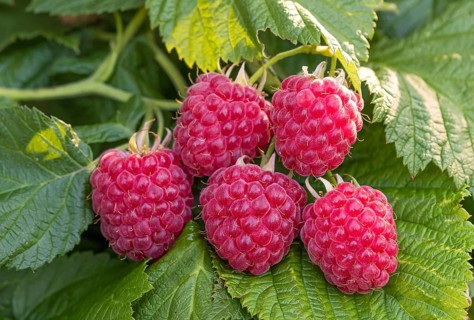 Raspberry fruit dwarf raspberry (Rubus idaeus RUBY BEAUTY), Cambridge Botanical Garden, Germany