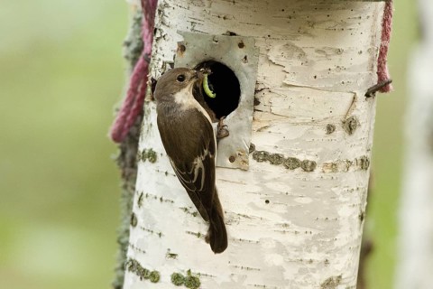 European Pied Flycatcher (Ficedula hypoleuca) female, Finland